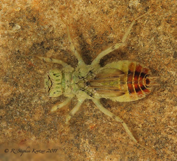 Orthemis ferruginea, nymph